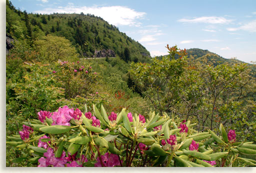 Blue Ridge Parkway Road and Flora