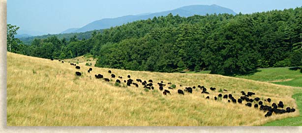 Farmland at Biltmore Estate