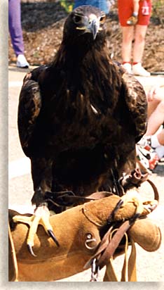 Golden Eagle