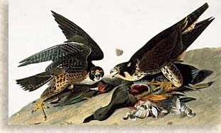 Peregrine Falcons