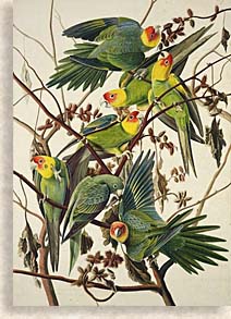 Carolina Parrots