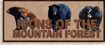 Black Bears Icons of the Mountain Forest