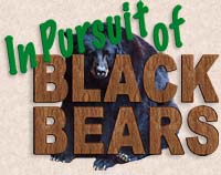 Pursuit of the Black Bears