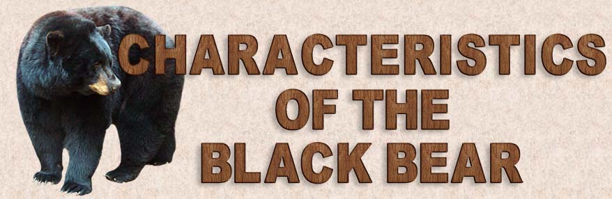 Characteristics of Black Bears