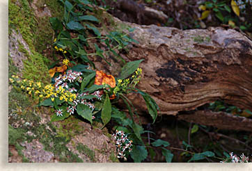 Fallen Tree with underworld fo