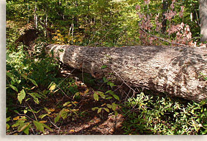 Giant Tree down at Chimney Rock State Park