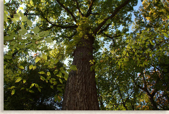 Example of a Tree from the Old Growth Forest at Chimney Rock State Park