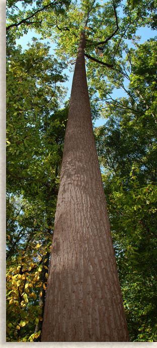 Giant Trees of the Old Growth Forest at Chimney Rock State Park