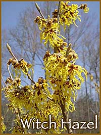 Witch Hazel