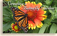 Planning a Butterfly Garden