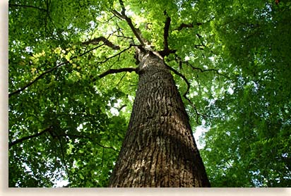 Joyce Kilmer Memorial Forest Giant Tree