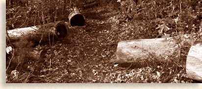 Logging damage to the mountains