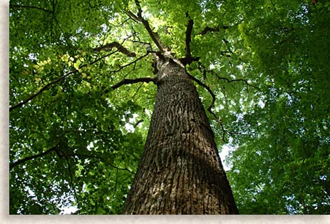 Tall Tree in Joyce Kilmer