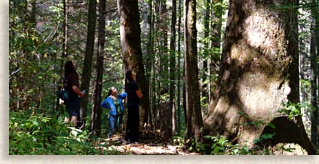 People and Trees in Joyce Kilmer