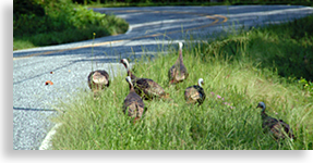 Cherry Bounce Turkeys