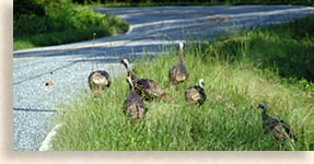 Cherry Bounce Turkeys