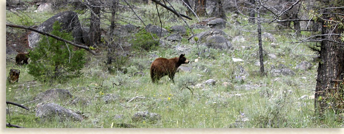 Wildlife in the Mountains