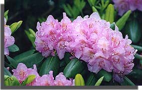 rhododendron