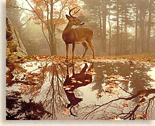 Grandfather Mountain