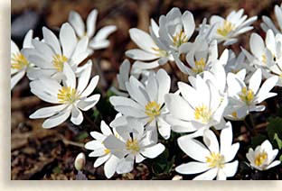 Bloodroot