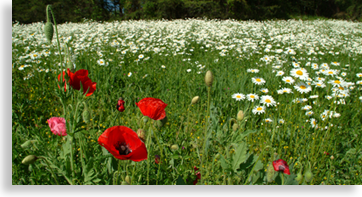 Wildflowers along the road