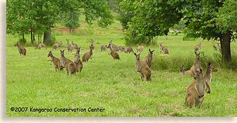 Kangaroo Conservation Center in Dawsonville