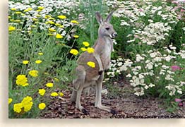 Kangaroo Conservation Center in Dawsonville