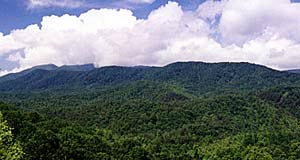 Cohutta Wilderness