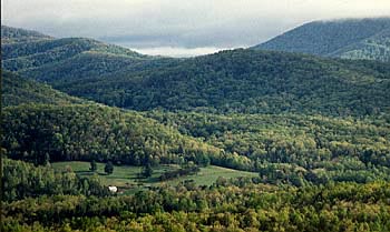 Fannin County Forestry