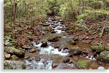 Roaring Fork Creek