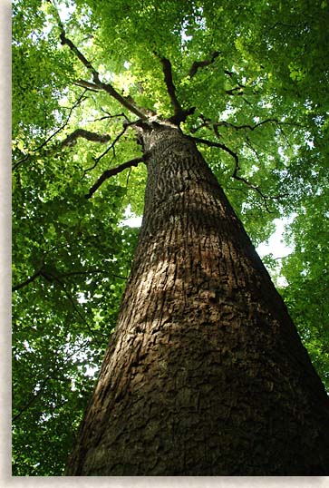 Giant Trees from Joyce Kilmer Memorial Forest