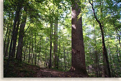 Old growth forests