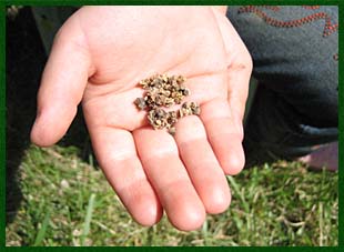 Beet seeds