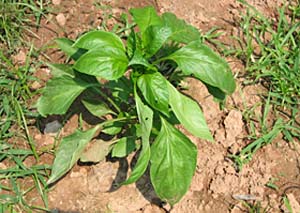 Bell Peppers