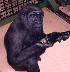 Gorilla and peanuts