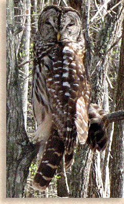 Barred Owl