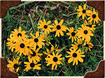 Black Eyed Susans