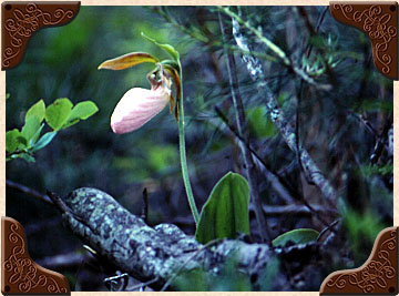 Lady Slipper