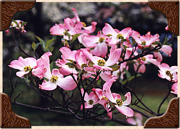 Dogwood