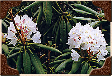 Rhododendrons