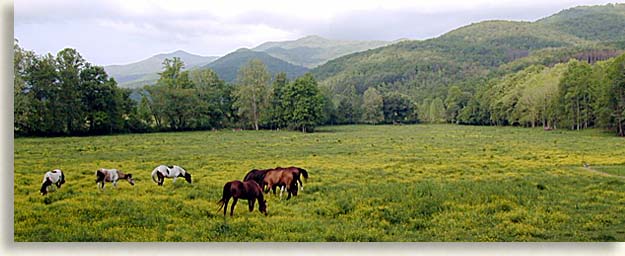 Horses in the Playground