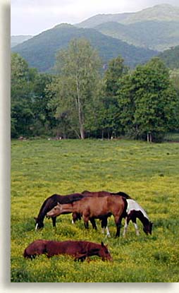 Playing Horses in the North Georgia Mountains