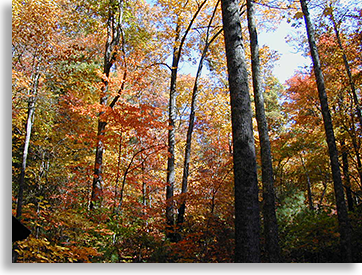 Appalachian Trail at Dick's Gap