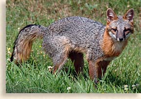 red fox in the smoky mountains