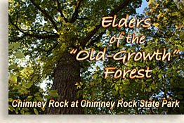 Elders of the Old Growth Forest at Chimney Rock State Park