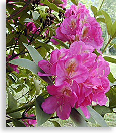 Rhododendrons