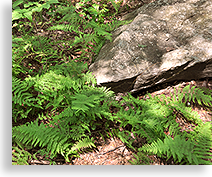 Mulky Gap and Duncan Ridge Trail